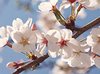 25周年記念事業　桜記念植樹