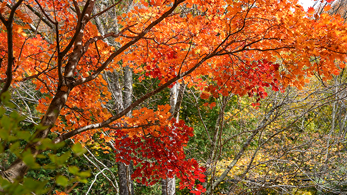 中禅寺湖の紅葉